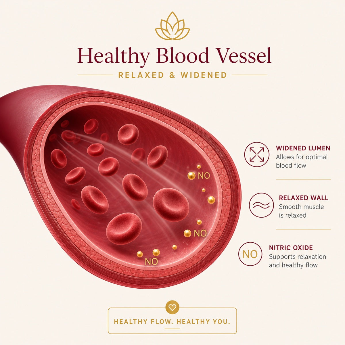 Nitric oxide relaxing a blood vessel
